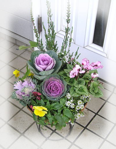 葉牡丹を入れた寄せ植え: お花大好き花の子ガーデニング 葉牡丹を入れた寄せ植え: お花大好き花の子ガーデニング