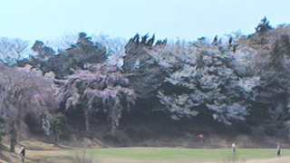 桜.jpg